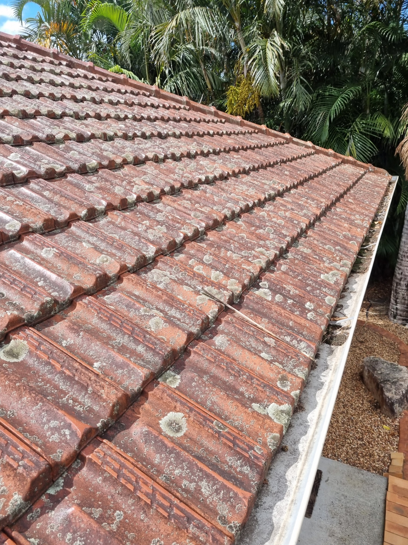 Roof tiles covered in moss and lichen before cleaning