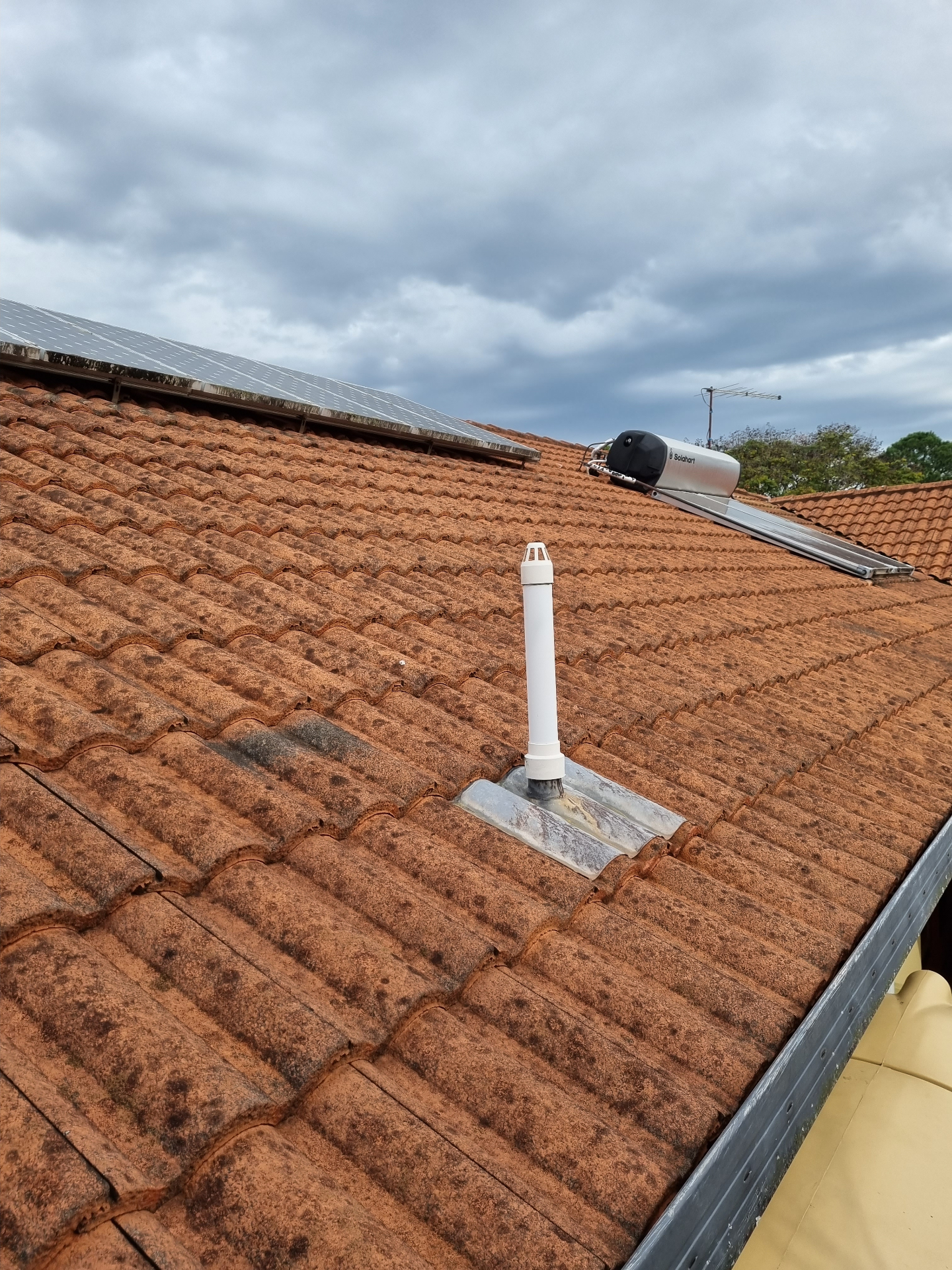 Close up of lichen and moss growth on terracotta roof tiles in Brisbane