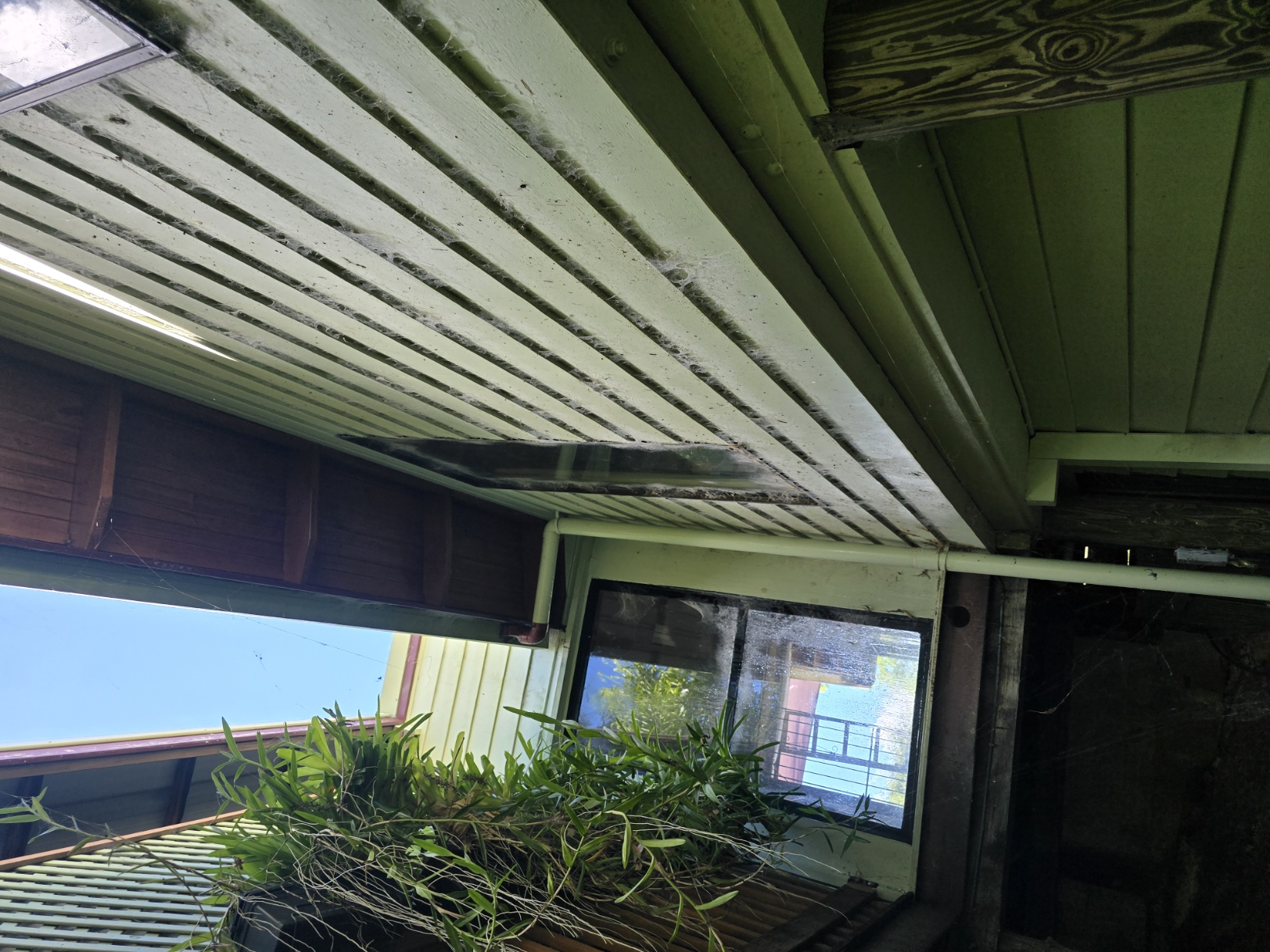 Green mould and grime buildup on weatherboard house exterior — dark streaking down walls from eaves